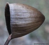 Panaeolus alcis image