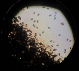 Panaeolus alcis image