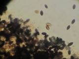 Panaeolus alcis image