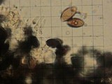 Panaeolus alcis image