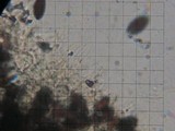 Panaeolus alcis image