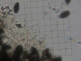 Panaeolus alcis image