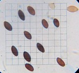 Panaeolus alcis image