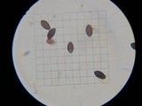 Panaeolus alcis image