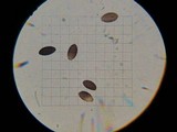 Panaeolus alcis image