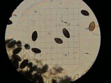 Panaeolus alcis image
