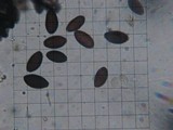 Panaeolus alcis image