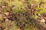Panaeolus alcis image