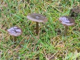 Entoloma sericeum image