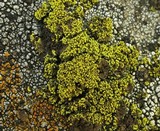 Candelariella rosulans image