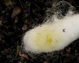 Candelariella rosulans image