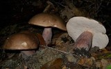 Tylopilus plumbeoviolaceus image