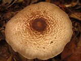 Agaricus placomyces image
