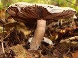 Agaricus placomyces image