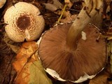 Agaricus placomyces image