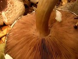 Agaricus placomyces image