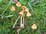 Galerina clavata image