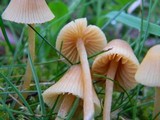 Galerina clavata image