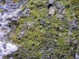 Caloplaca citrina image