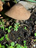 Melanophyllum haematospermum image