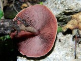 Melanophyllum haematospermum image