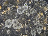 Phaeophyscia orbicularis image