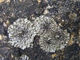 Phaeophyscia orbicularis image