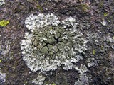Phaeophyscia orbicularis image