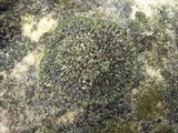 Phaeophyscia orbicularis image