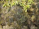 Phaeophyscia orbicularis image