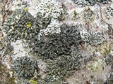 Phaeophyscia pusilloides image