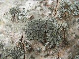 Phaeophyscia pusilloides image