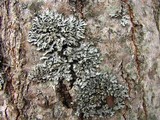 Phaeophyscia pusilloides image