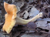 Cantharellus persicinus image