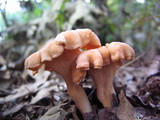 Cantharellus persicinus image