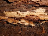 Trametopsis cervina image