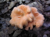 Cantharellus persicinus image