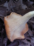 Cantharellus persicinus image