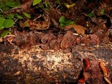 Anthracophyllum lateritium image