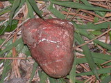 Rhizopogon ochraceorubens image
