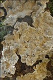 Stereum rugosum image