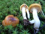 Hygrophorus boyeri image