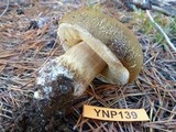 Boletus fibrillosus image