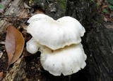 Pleurotus pulmonarius image