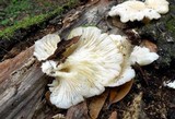 Pleurotus pulmonarius image