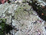 Phaeophyscia rubropulchra image
