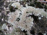 Phaeophyscia rubropulchra image