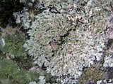 Phaeophyscia rubropulchra image