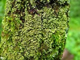 Phaeophyscia rubropulchra image