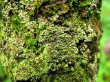 Phaeophyscia rubropulchra image